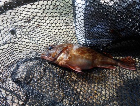 ロックフィッシュ 三種類